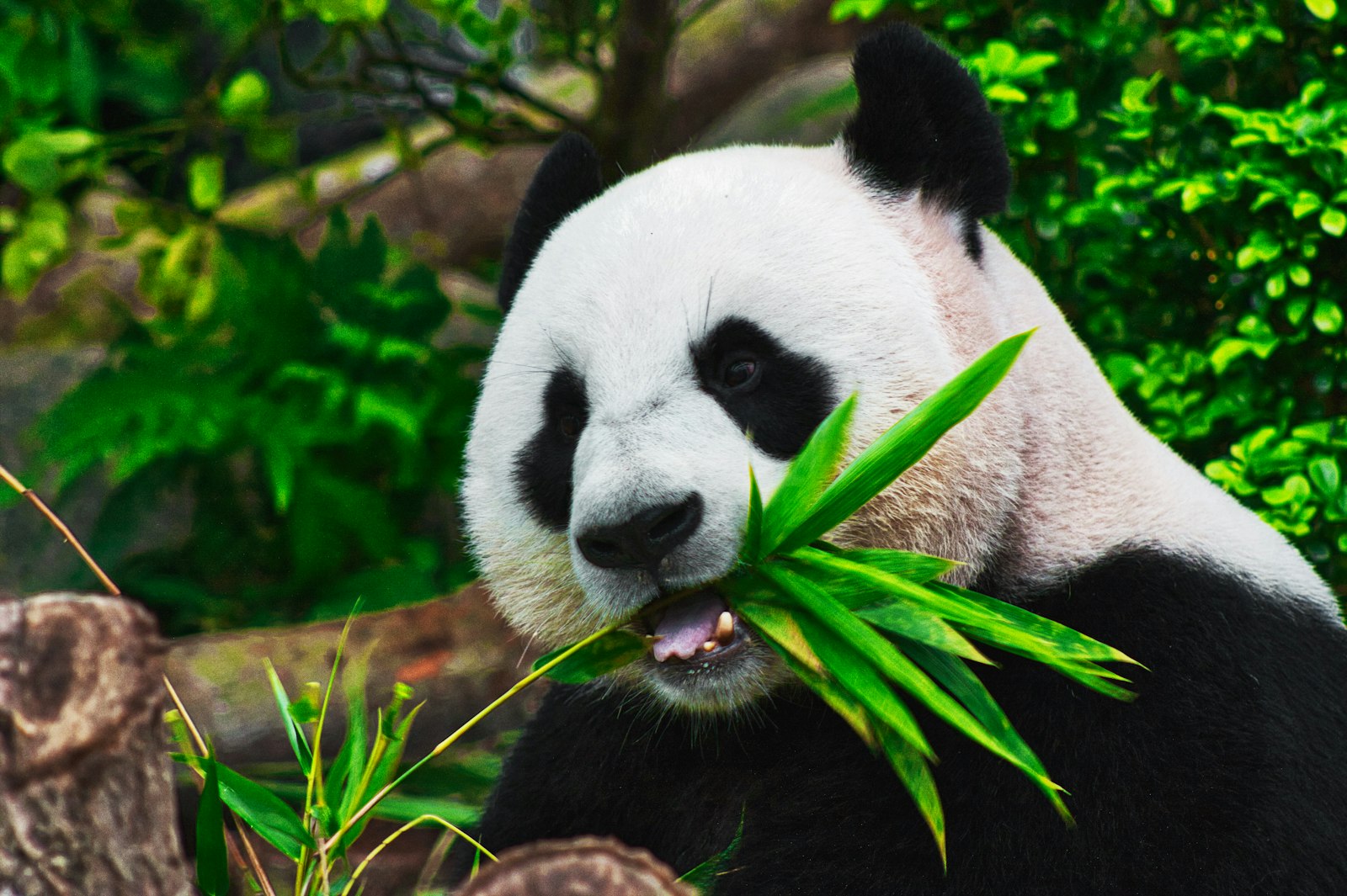 Chengdu Complete Travel Guide 2026: The Complete 2026 Guide